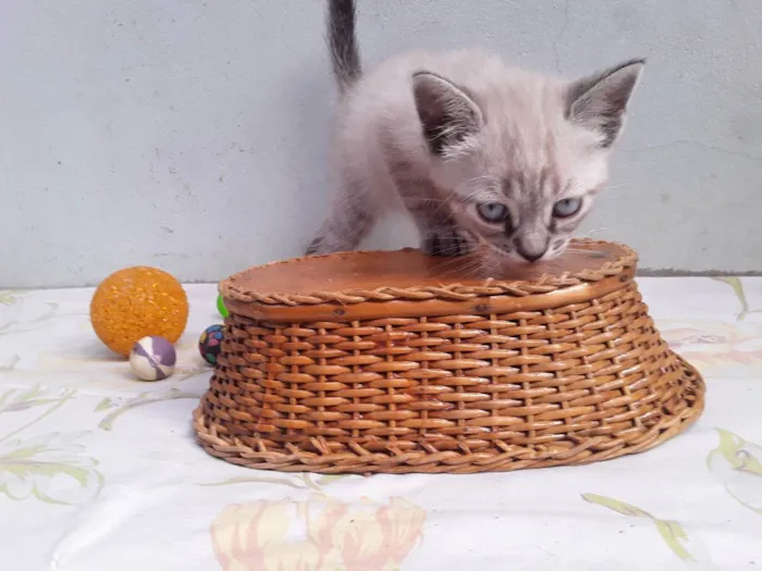 Gato ra a SRD idade Abaixo de 2 meses nome Sem Nome 