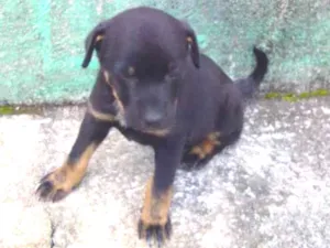 Cachorro raça sem raça especifica idade 2 a 6 meses nome neblina