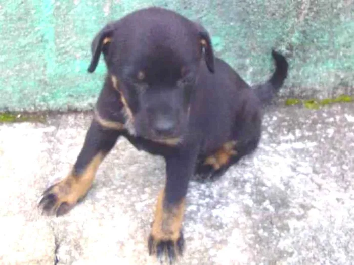 Cachorro ra a sem raça especifica idade 2 a 6 meses nome neblina