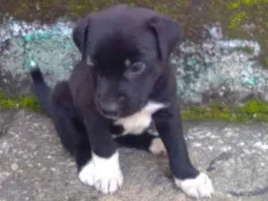 Cachorro raça semraça especifica idade Abaixo de 2 meses nome marrrom