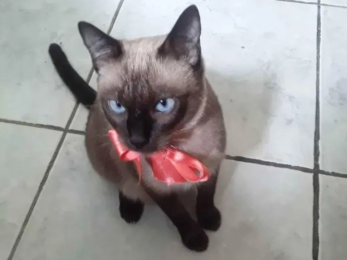 Gato ra a SRD idade Abaixo de 2 meses nome Sem Nome 