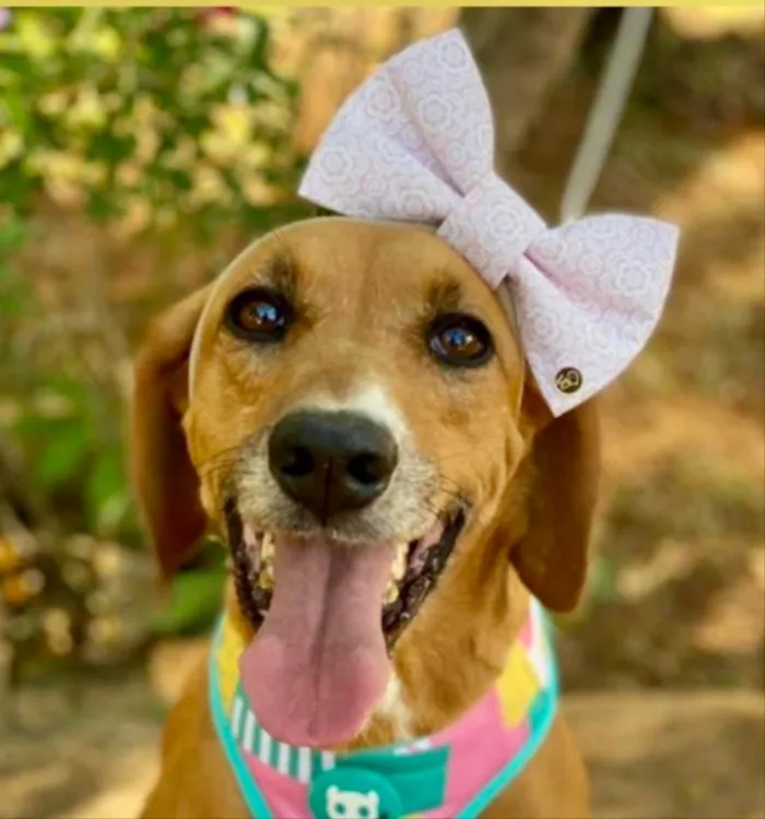 Cachorro ra a Mestiça  idade 7 a 11 meses nome Vitoria 