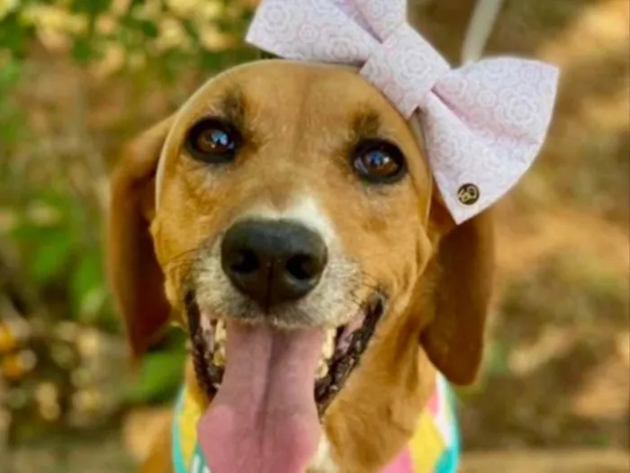 Cachorro ra a Mestiça  idade 7 a 11 meses nome Vitoria 