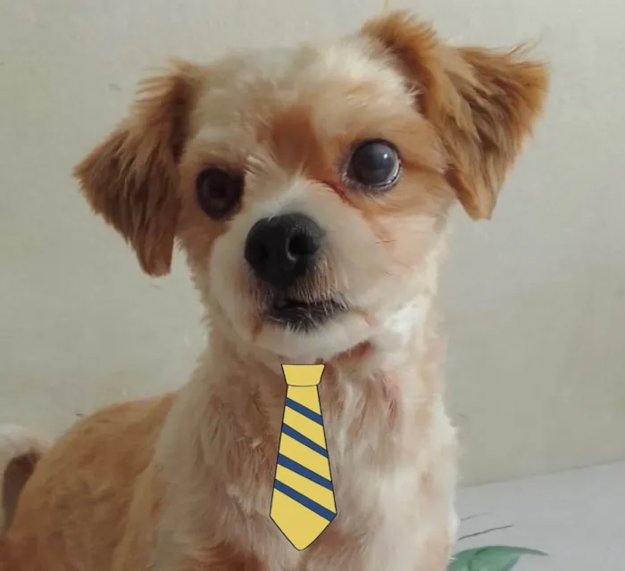 Cachorro ra a Mestiço  idade 2 anos nome Petit 
