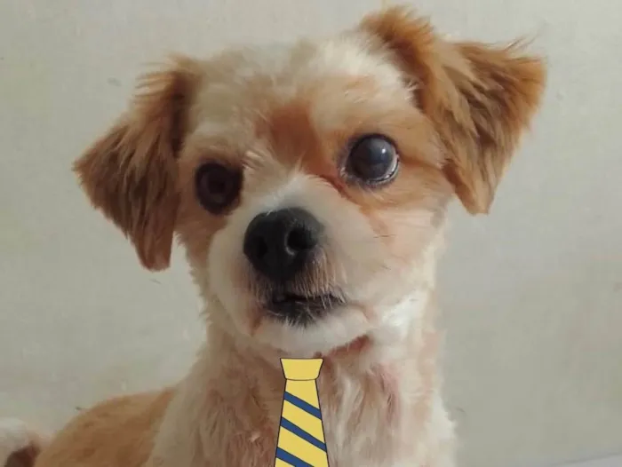 Cachorro ra a Mestiço  idade 2 anos nome Petit 