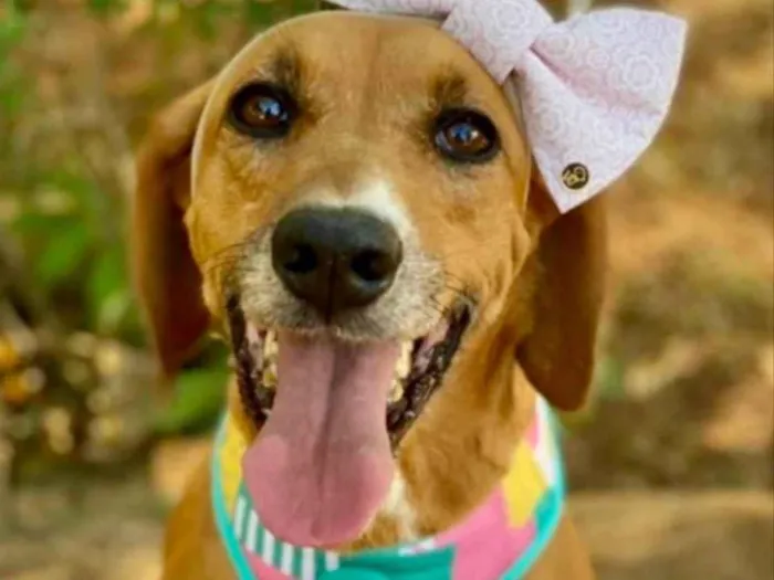 Cachorro ra a Mestiça  idade 7 a 11 meses nome Vitoria 