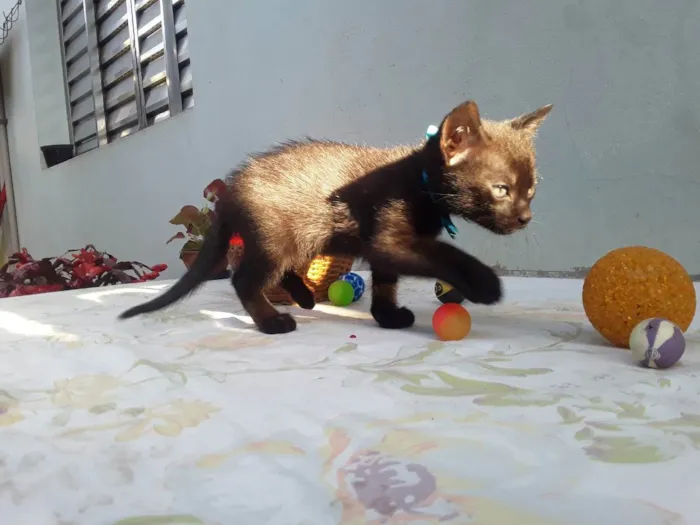 Gato ra a SRD idade Abaixo de 2 meses nome Sem Nome P