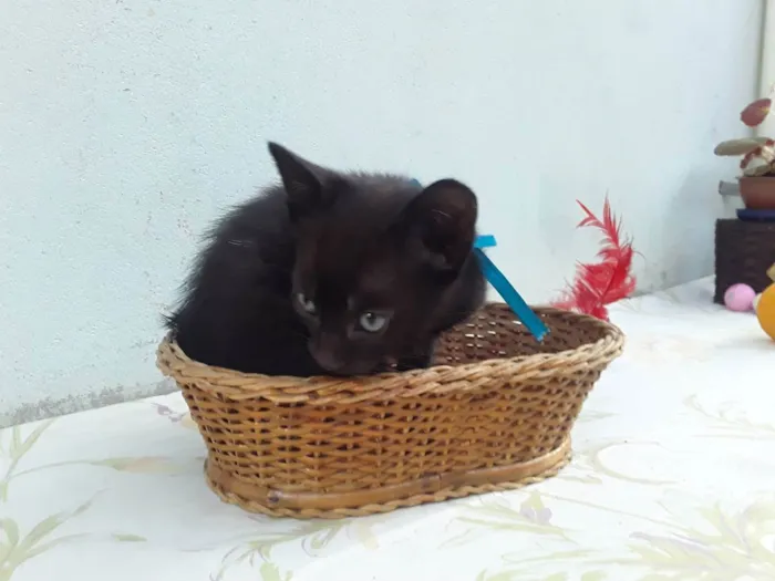Gato ra a SRD idade Abaixo de 2 meses nome Sem Nome P