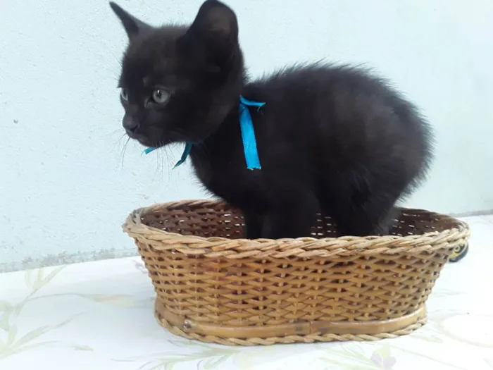 Gato ra a SRD idade Abaixo de 2 meses nome Sem Nome P