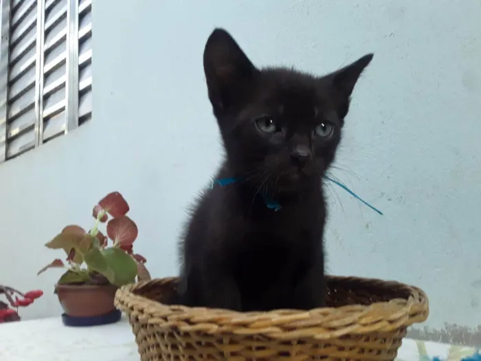 Gato ra a SRD idade Abaixo de 2 meses nome Sem Nome P