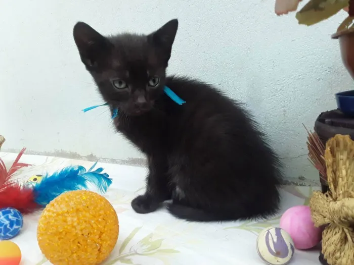 Gato ra a SRD idade Abaixo de 2 meses nome Sem Nome P