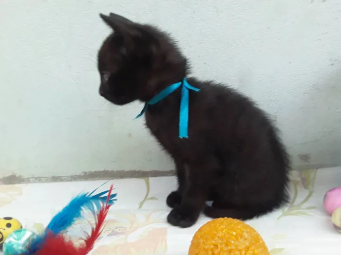 Gato ra a SRD idade Abaixo de 2 meses nome Sem Nome P