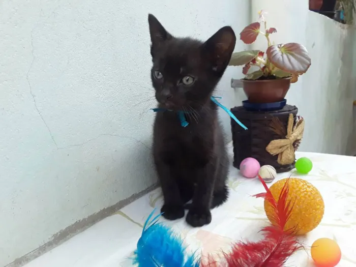 Gato ra a SRD idade Abaixo de 2 meses nome Sem Nome P