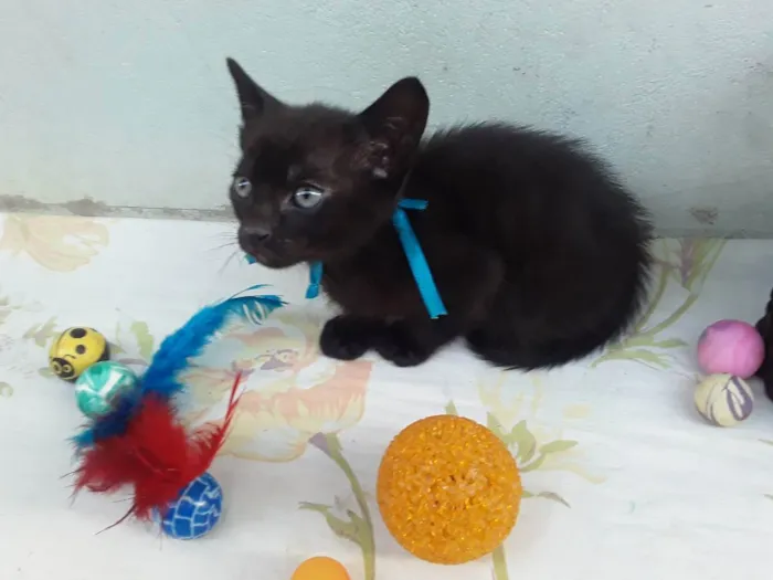 Gato ra a SRD idade Abaixo de 2 meses nome Sem Nome P