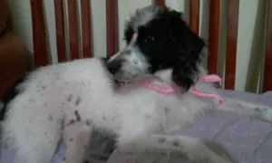 Cachorro raça SRD idade 5 anos nome Cristal