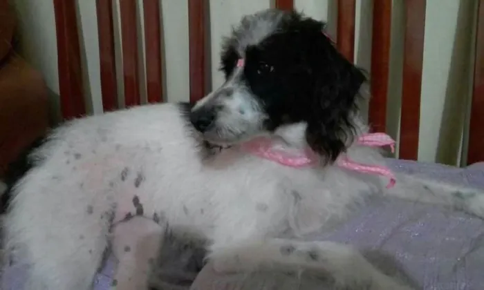 Cachorro ra a SRD idade 5 anos nome Cristal