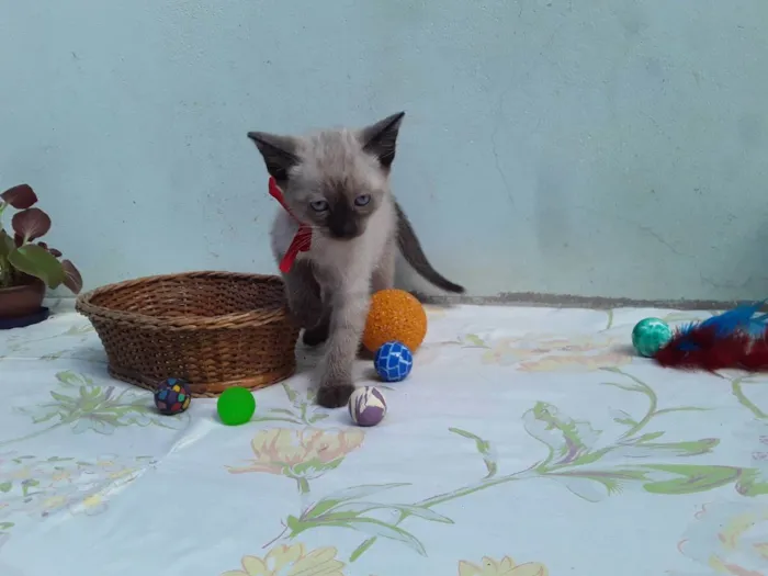 Gato ra a SRD idade Abaixo de 2 meses nome Sem Nome 1