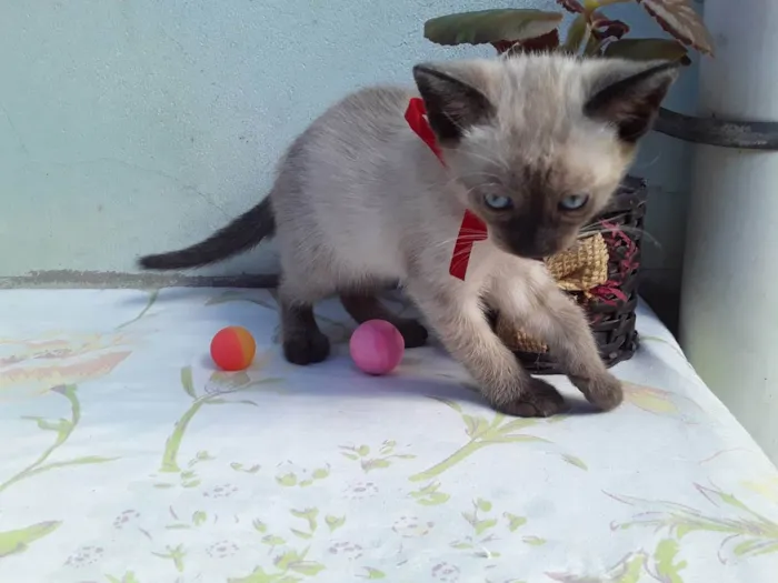 Gato ra a SRD idade Abaixo de 2 meses nome Sem Nome 1