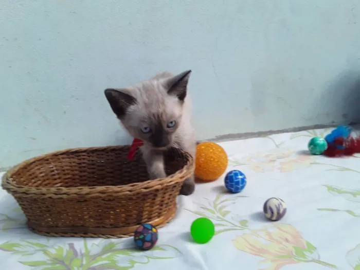 Gato ra a SRD idade Abaixo de 2 meses nome Sem Nome 1