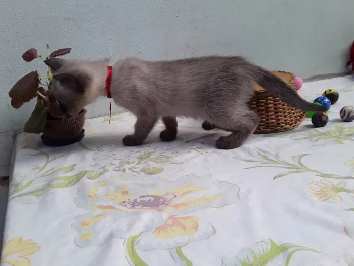 Gato ra a SRD idade Abaixo de 2 meses nome Sem Nome 1