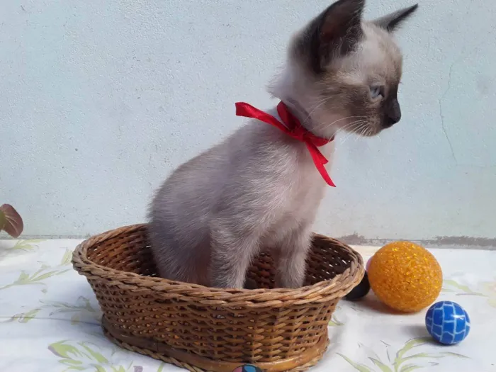 Gato ra a SRD idade Abaixo de 2 meses nome Sem Nome 1