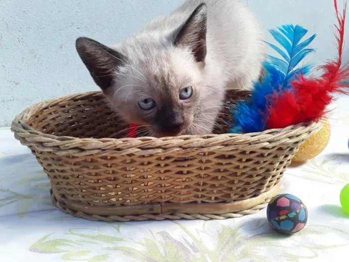 Gato ra a SRD idade Abaixo de 2 meses nome Sem Nome 1