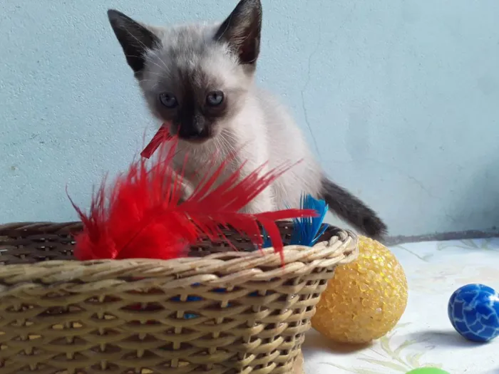 Gato ra a SRD idade Abaixo de 2 meses nome Sem Nome 1