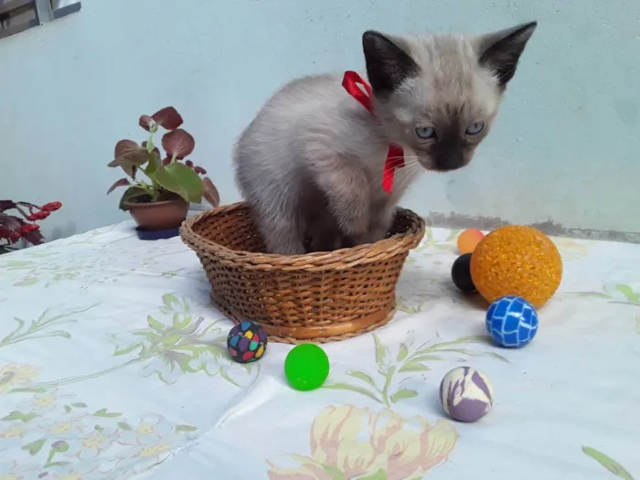 Gato ra a SRD idade Abaixo de 2 meses nome Sem Nome 1