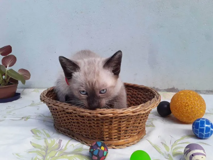 Gato ra a SRD idade Abaixo de 2 meses nome Sem Nome 1