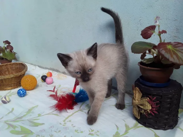 Gato ra a SRD idade Abaixo de 2 meses nome Sem Nome 1