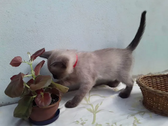 Gato ra a SRD idade Abaixo de 2 meses nome Sem Nome 1