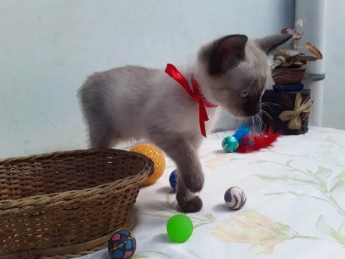 Gato ra a SRD idade Abaixo de 2 meses nome Sem Nome 1
