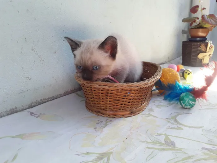 Gato ra a SRD idade Abaixo de 2 meses nome Sem Nome 2