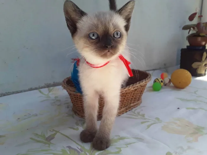 Gato ra a SRD idade Abaixo de 2 meses nome Sem Nome 2
