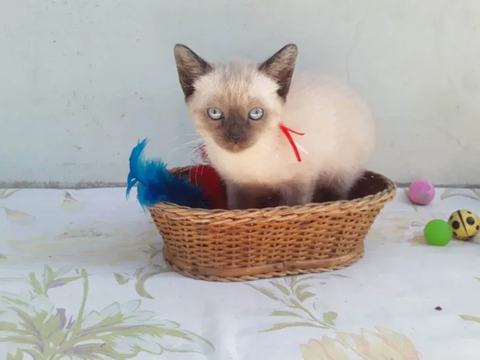 Gato ra a SRD idade Abaixo de 2 meses nome Sem Nome 2