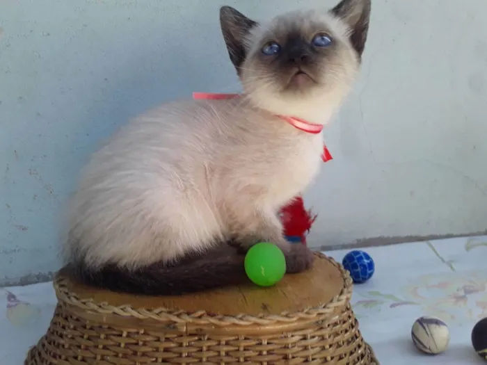 Gato ra a SRD idade Abaixo de 2 meses nome Sem Nome 2