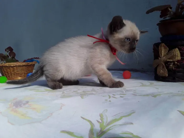 Gato ra a SRD idade Abaixo de 2 meses nome Sem Nome 2