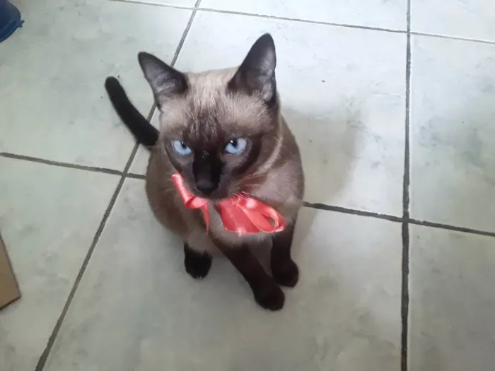 Gato ra a SRD idade Abaixo de 2 meses nome Sem Nome 2