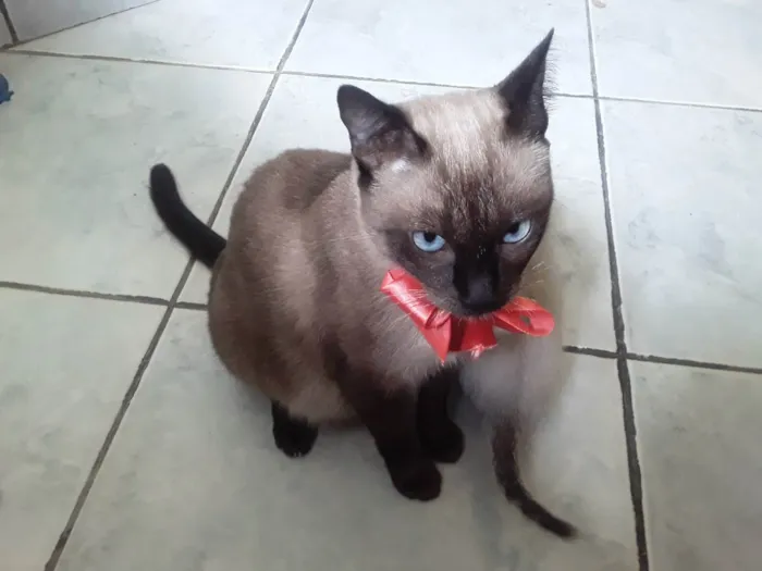 Gato ra a SRD idade Abaixo de 2 meses nome Sem Nome 2