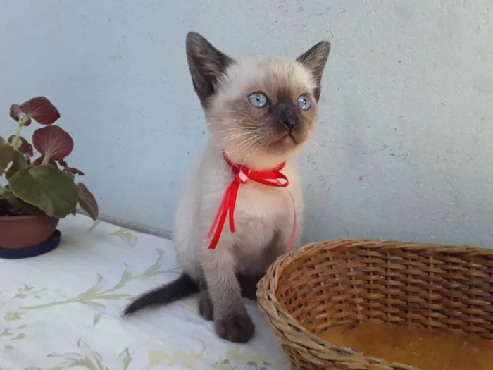 Gato ra a SRD idade Abaixo de 2 meses nome Sem Nome 2
