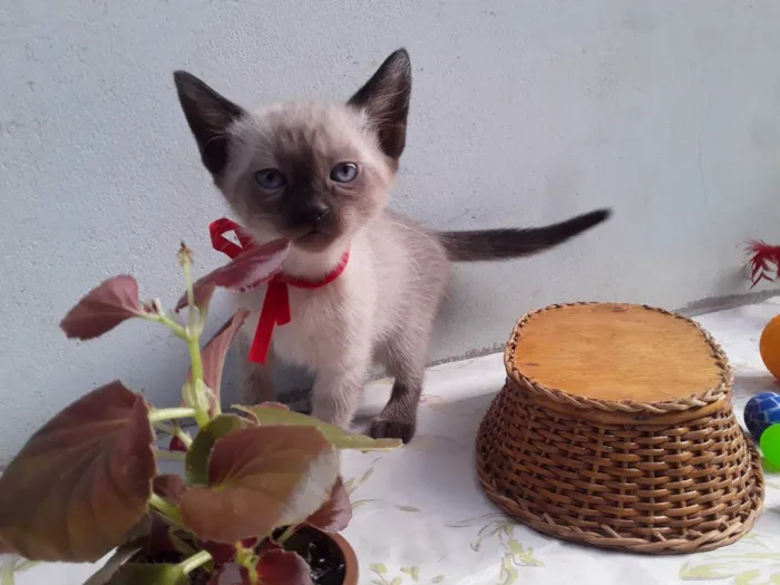 Gato ra a SRD idade Abaixo de 2 meses nome Sem Nome 2