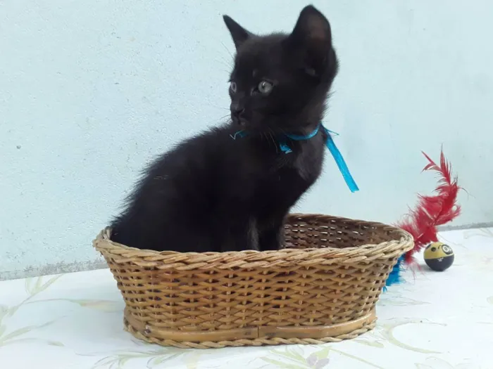 Gato ra a Siamesa idade 1 ano nome Sem Nome Mãe