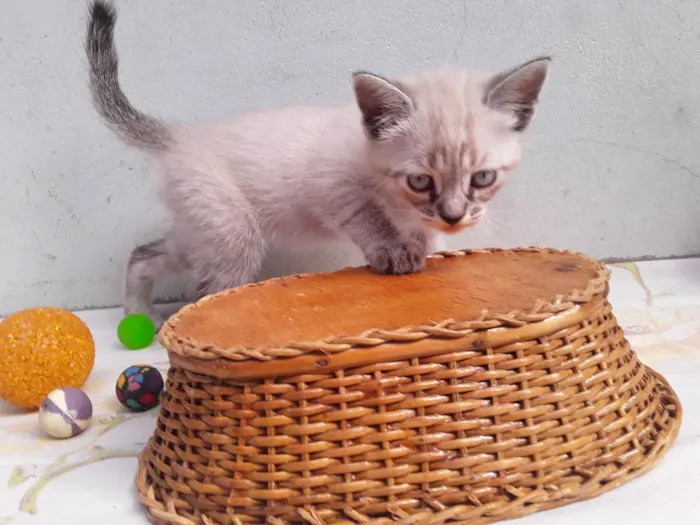 Gato ra a Siamesa idade 1 ano nome Sem Nome Mãe