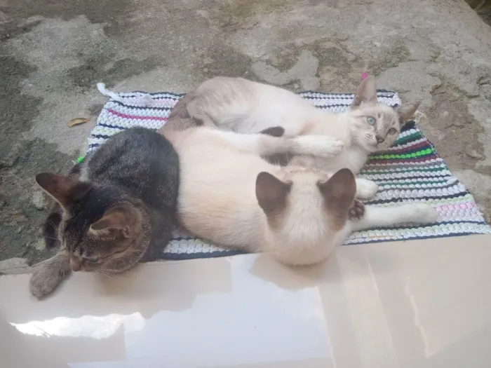 Gato ra a  idade  nome Vários
