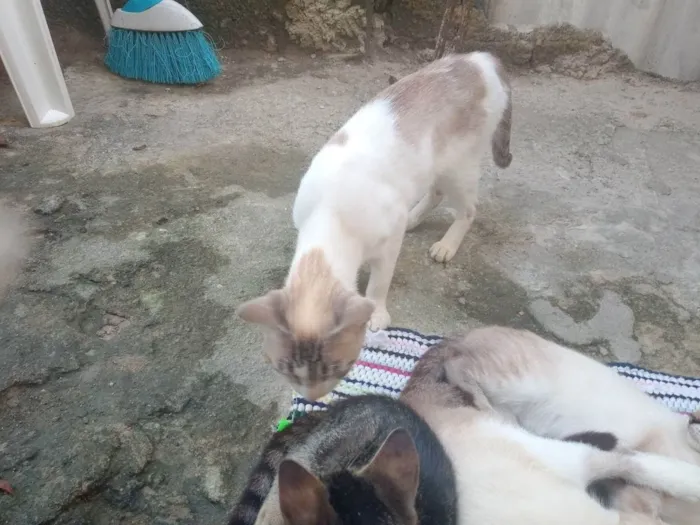 Gato ra a  idade  nome Vários