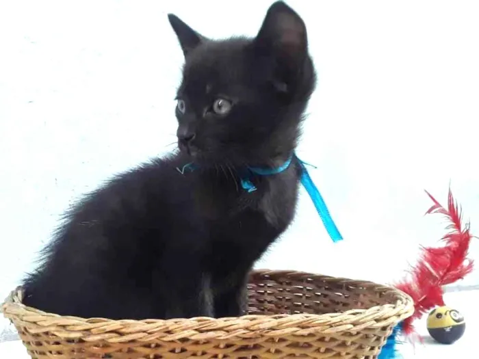 Gato ra a SRD idade Abaixo de 2 meses nome Sem Nome P