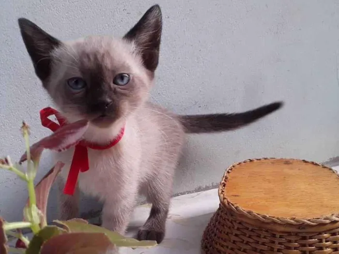 Gato ra a SRD idade Abaixo de 2 meses nome Sem Nome 2