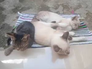 Gato raça  idade  nome Vários