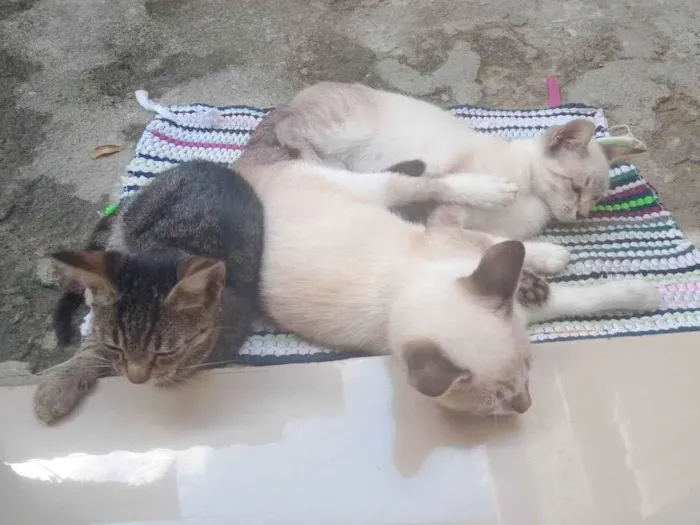 Gato ra a  idade  nome Vários