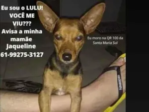 Cachorro raça Pinsher idade 6 ou mais anos nome Lulu